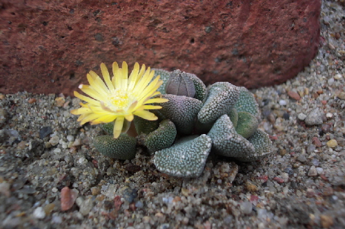 aloinopsis villetii